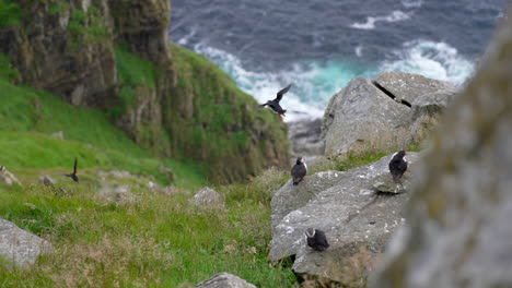 frailecillos anidando en la isla de runde, noruega mientras uno toma vuelo en cámara lenta