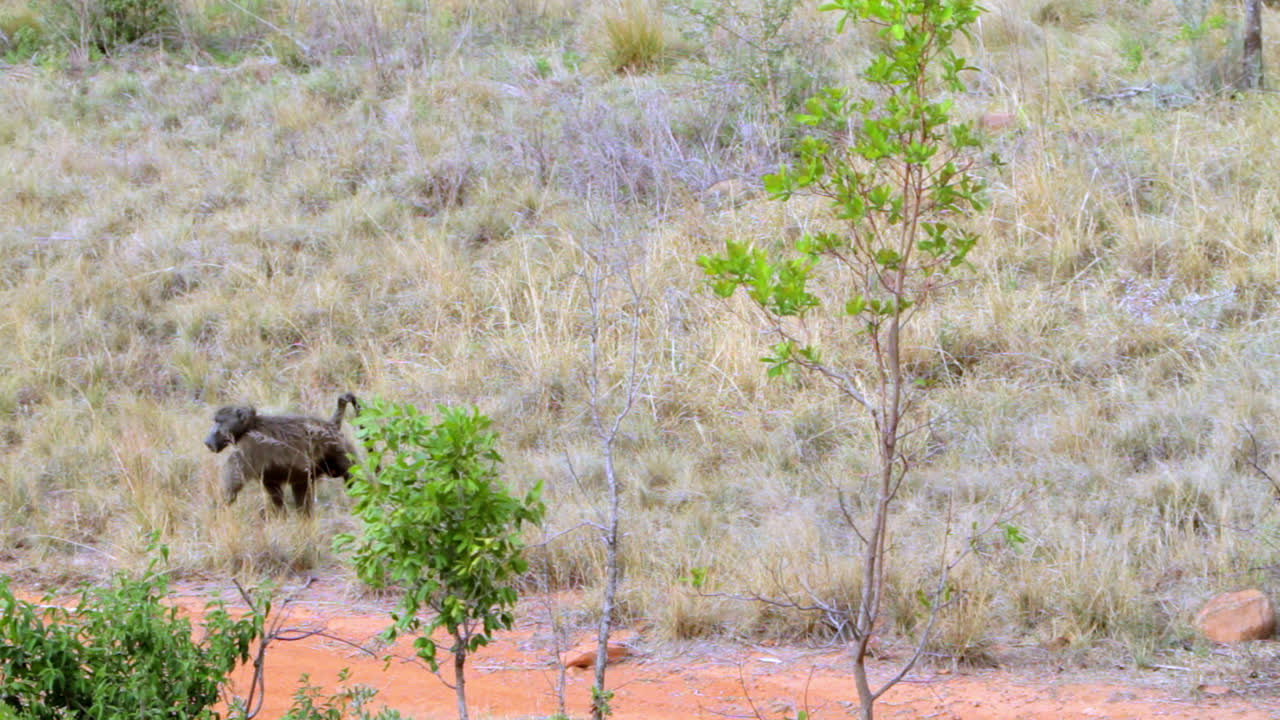 A baboon walking through grass in the South African bush