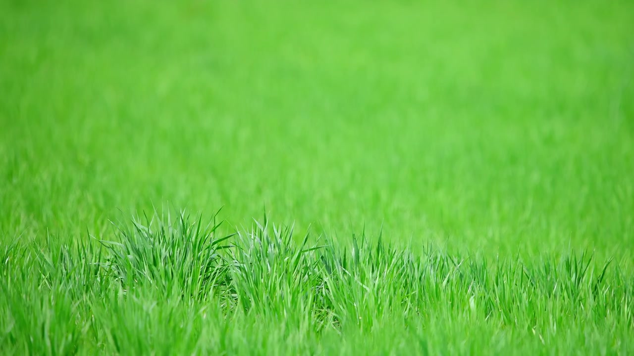 Campo d'erba verde vivace con profondità di campo ridotta