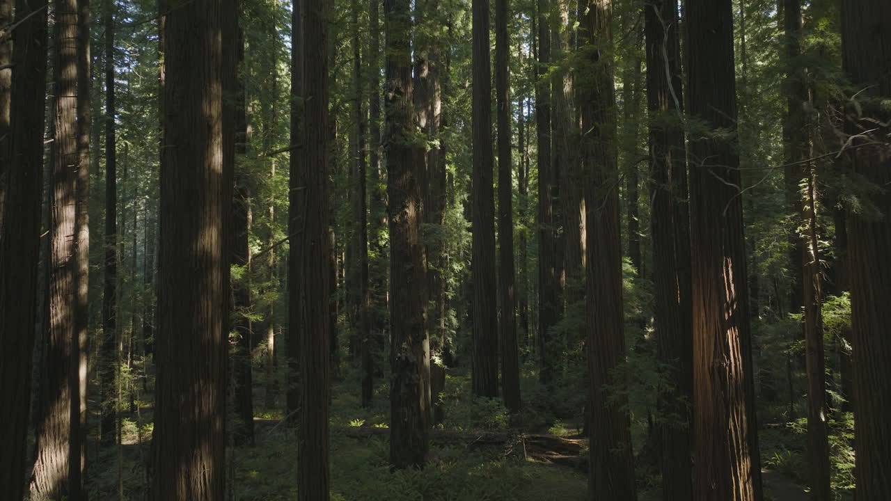 Luce solare a chiazze che illumina i tronchi delle sequoie, volo aereo attraverso la foresta