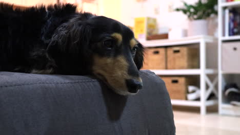 sausage dog lying on grey sofa at home