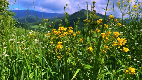 a vibrant landscape of wildflowers and lush green grass under a bright sky, showcasing the beauty of nature's color palette in a serene environment