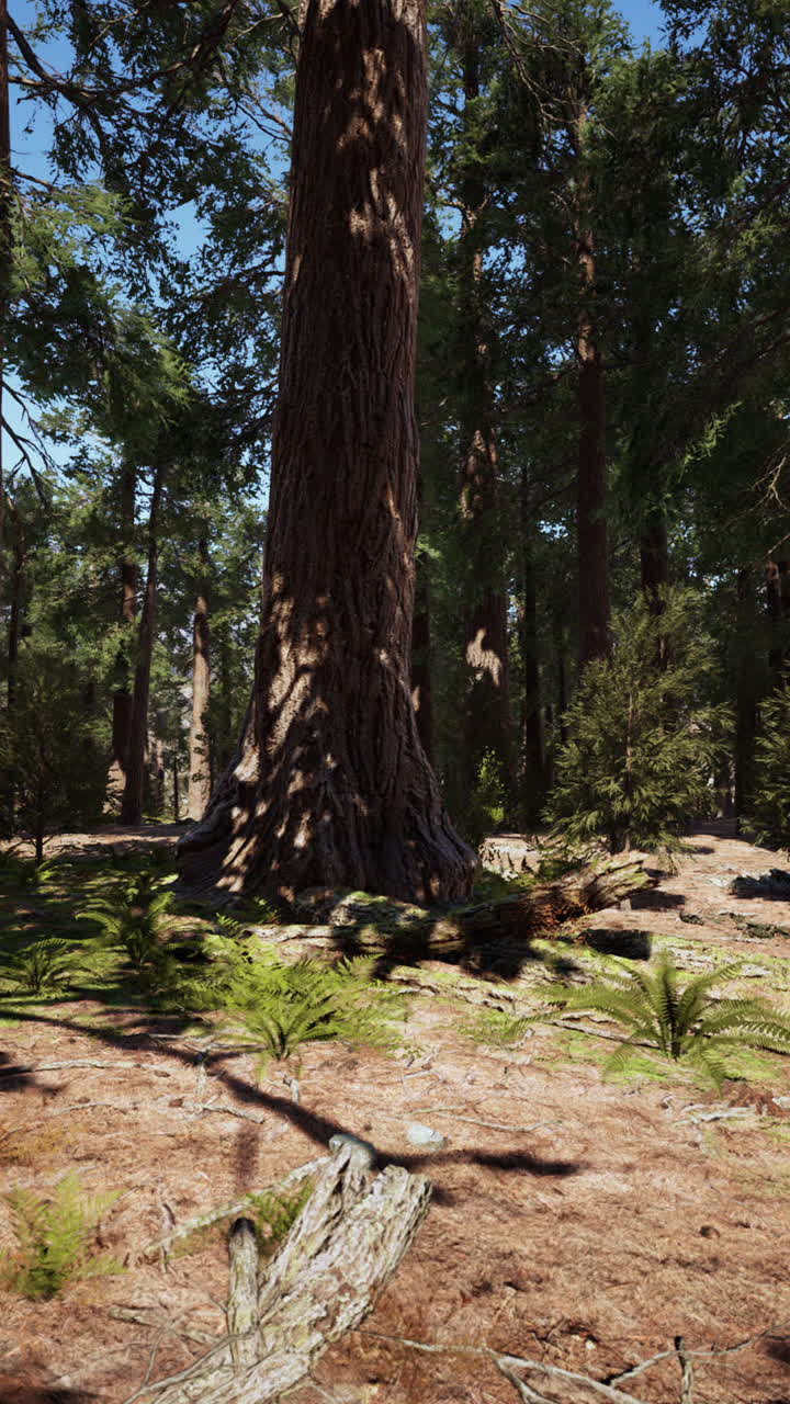 el majestuoso bosque de sequoias