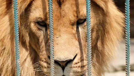 an old lion in a cage with sad eyes. an animal in captivity