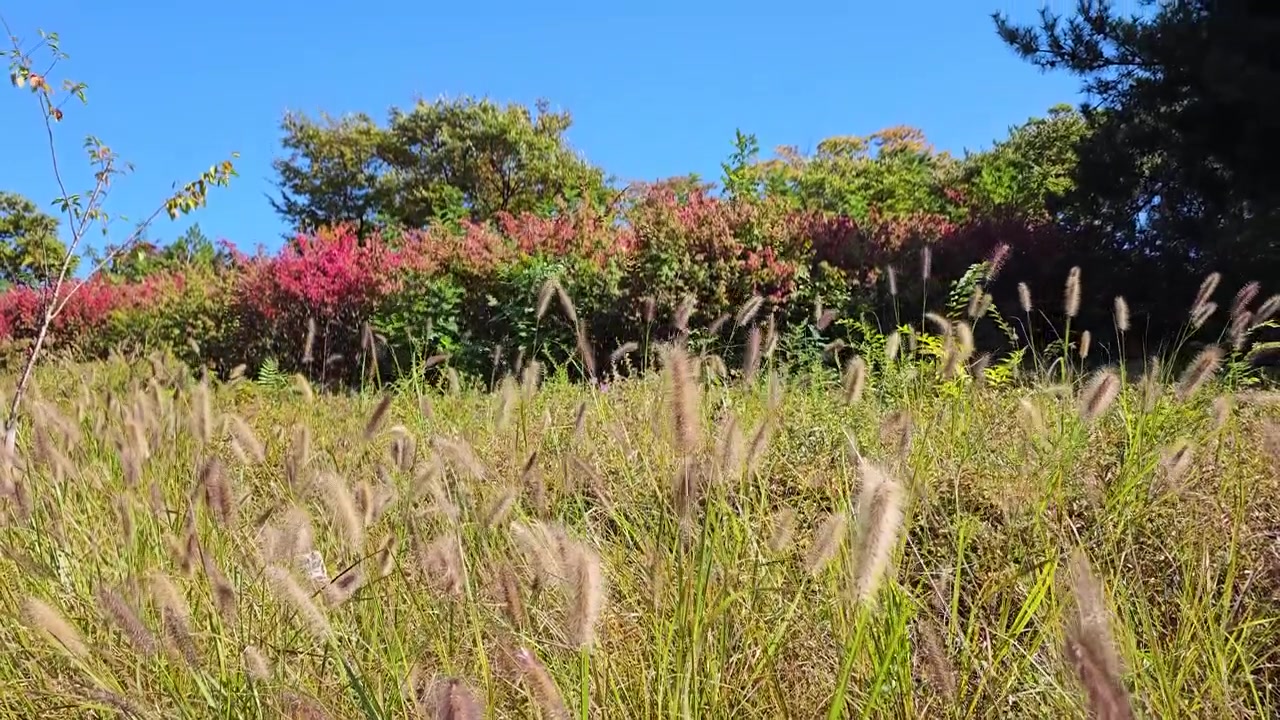 Prydgræs i Seoul Namsan Bjergpark