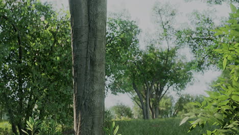 scenic view of the park with green grass field in city