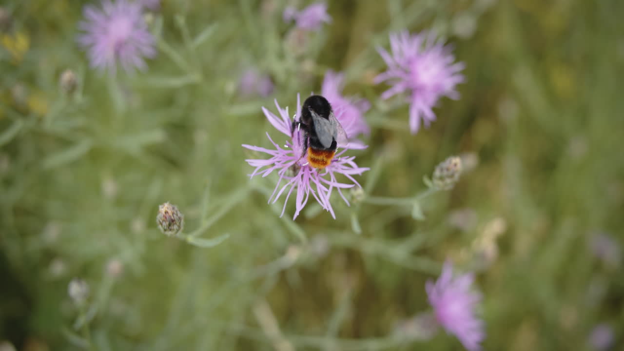 el abejorro asusta a otro abejorro de una flor