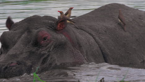 Red-Billed-Oxpecker-Birds-Perching-At-The-Back-Of-A-Hippopotamus-Swimming-In-The-Lake-In-Botswana---Closeup-Shot