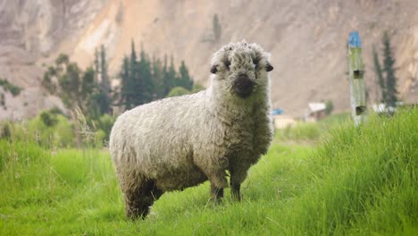 wide shot of a sheep in the field next to a mountain