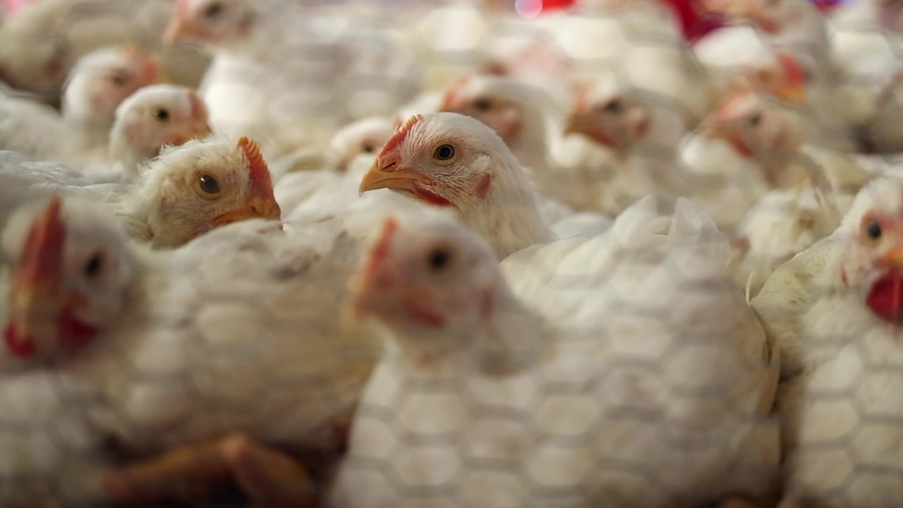 Focus shifts from white hen near chicken coop fence to one behind