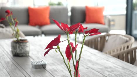 poinsettia on a patio table