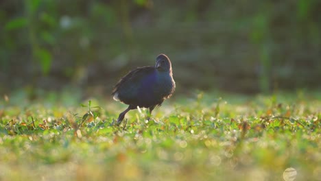 purple swamphen in the grass