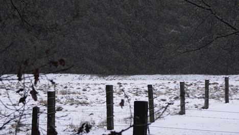 Snow-falling-out-of-the-sky-with-trees-in-the-background-in-belgian-forest,-winter-landscape