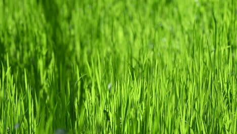 Green-grass-abstract-background-spring