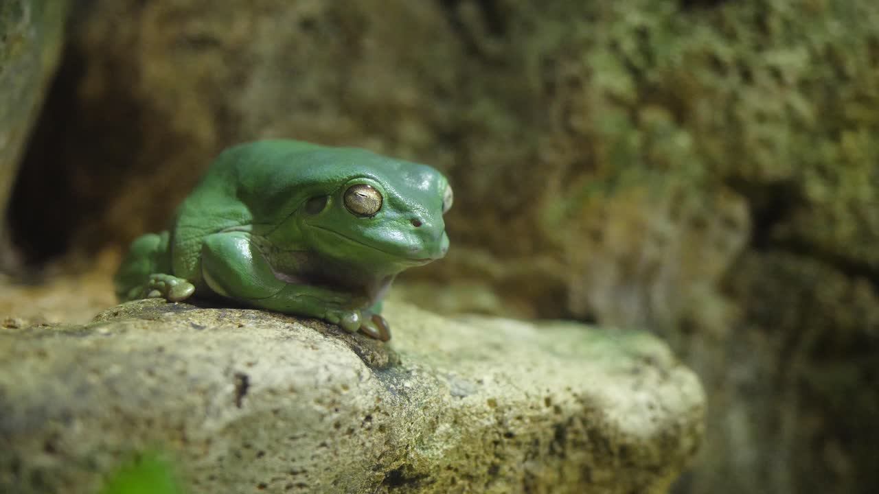 바위 위 에 있는 초록색 나무 개구리