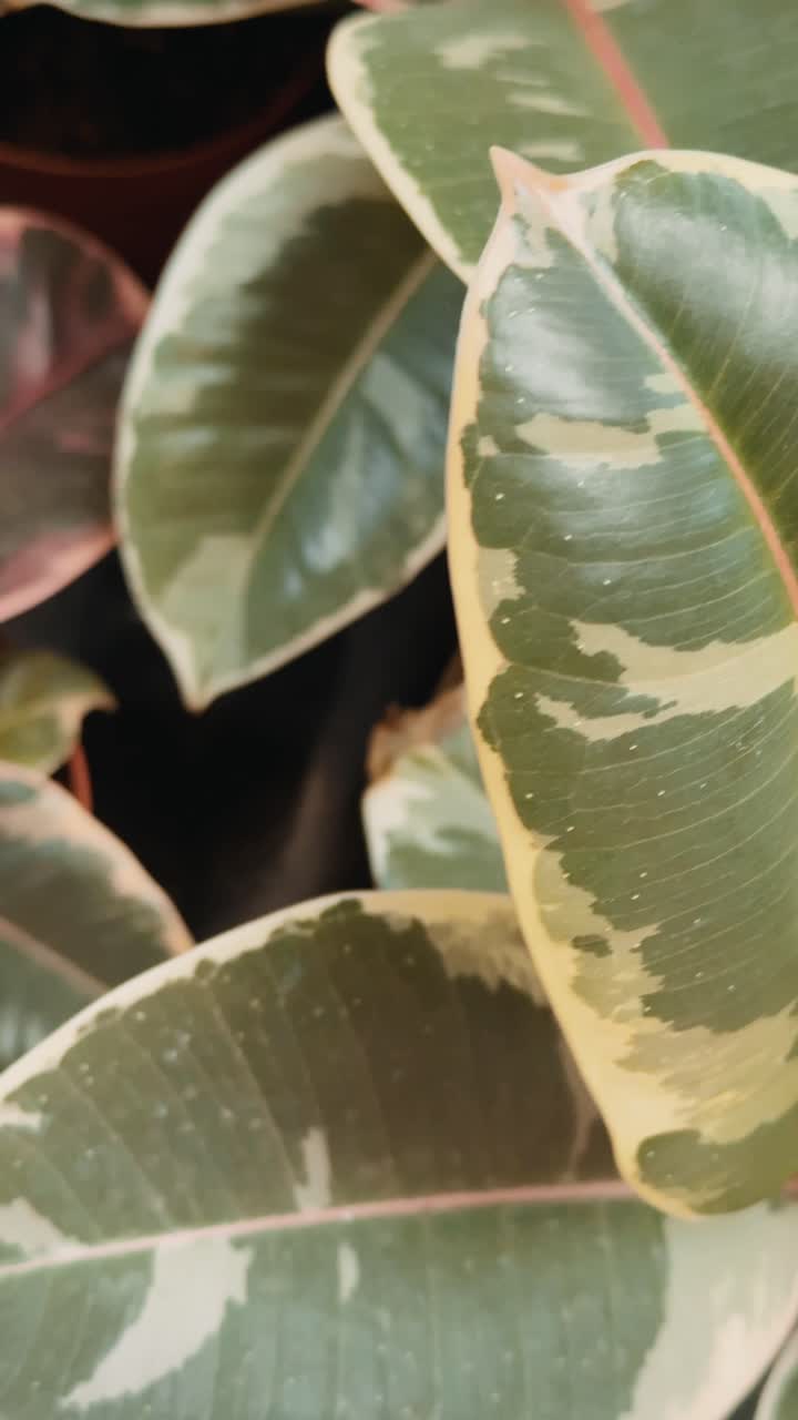Close-up of Rubber Plant Leaves