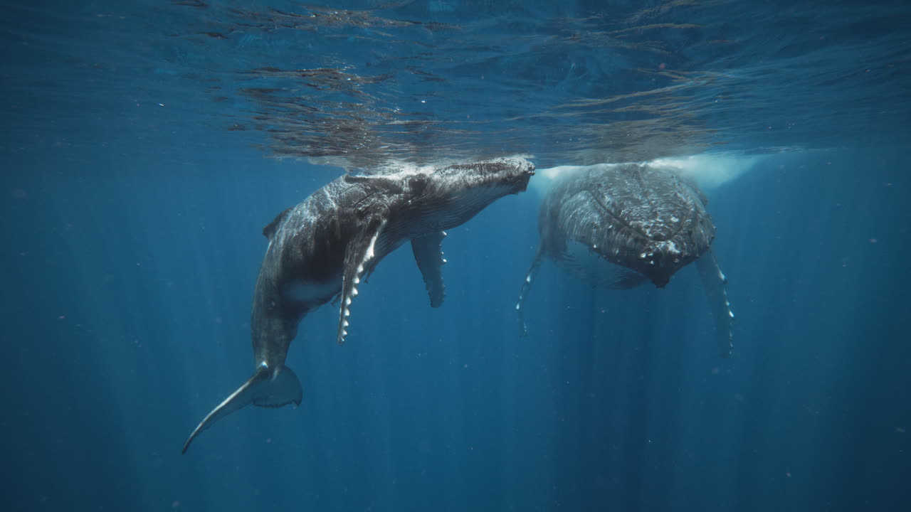 Humpback Whales Resting, Breeding, And Nursing In The Kingdom Of Tonga