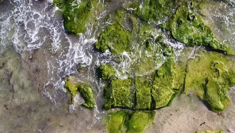 seaweed-covered rocks along a sandy shoreline with gentle waves washing ashore, aerial view