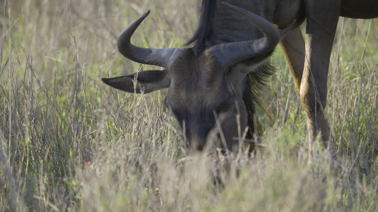 Blue Wildebeest (Connochaetes taurinus) grazing close-up, predators POV, Kruger National Park, South-Africa.