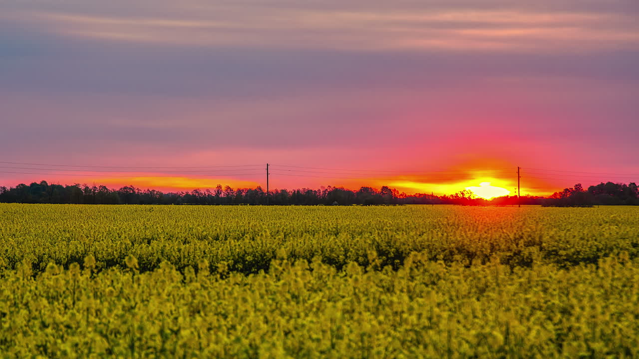 멋진 일몰을 배경으로 노란 꽃밭