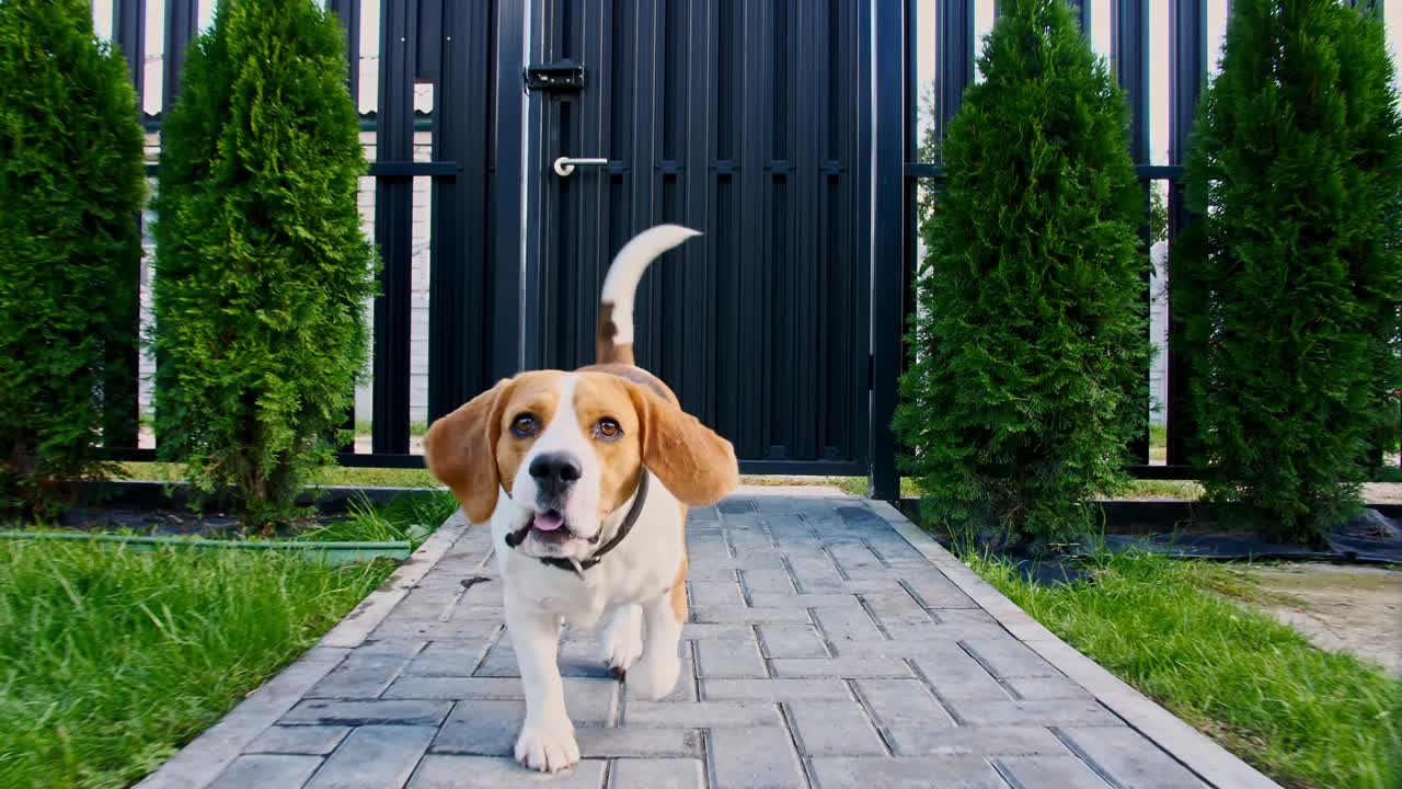 Un beagle corre sull'erba all'aperto, inseguendo una telecamera in movimento. Il cane gioca con il suo padrone. Rallentatore