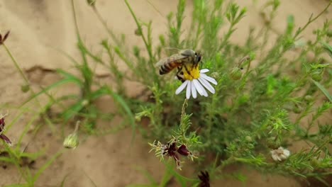 Nahaufnahme-Makro-Einer-Afrikanischen-Honigbiene,-Die-Pollen-Sammelt-Und-In-Zeitlupenaufnahmen-Auf-Weißen-Südafrikanischen-Gänseblümchen-Mit-Braunem-Sand-Und-Grünen-Pflanzen-Im-Hintergrund-Bokeh-Blur-Fliegt