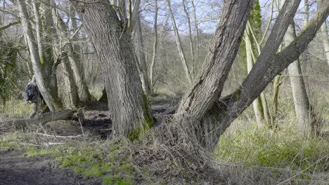 Static-shot-of-male-hiker-walking-through-Brandon-Country-Park,-Thetford-Forest-in-Norfolk,-England-on-a-sunny-morning