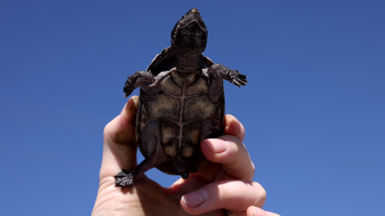 Musk turtle belly on blue background