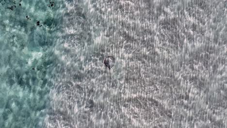 Round-Stingray-On-Sandy-Bottom-Under-The-Sea-With-Whale-Shark-Swimming-By-In-The-Philippines