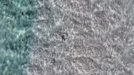 round stingray on sandy bottom under the sea with whale shark swimming by in the philippines