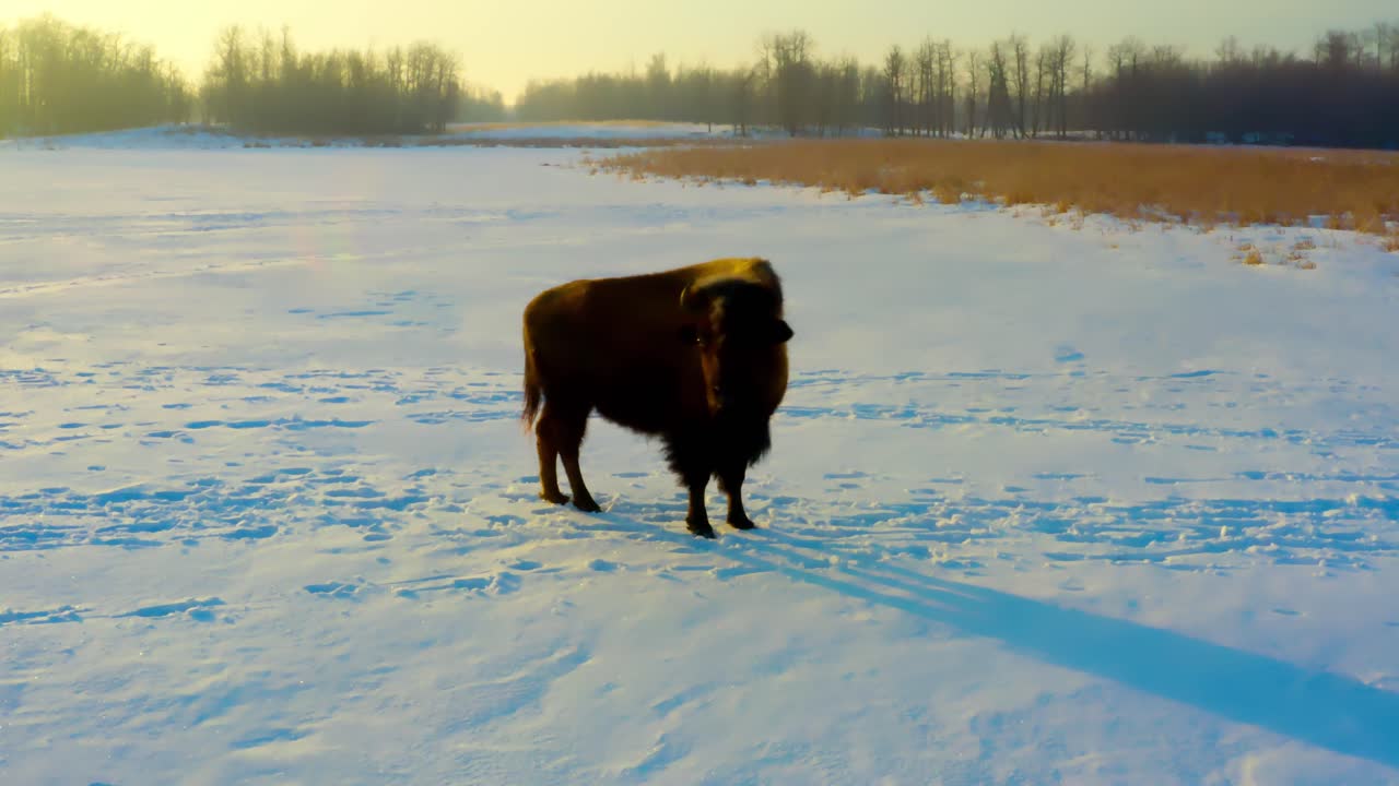 el búfalo que refleja el invierno se detuvo mirando a la izquierda y luego mirando hacia adelante y caminando casualmente por un camino cubierto de nieve durante un amanecer soleado de invierno en una llanura abierta con árboles en el horizonte