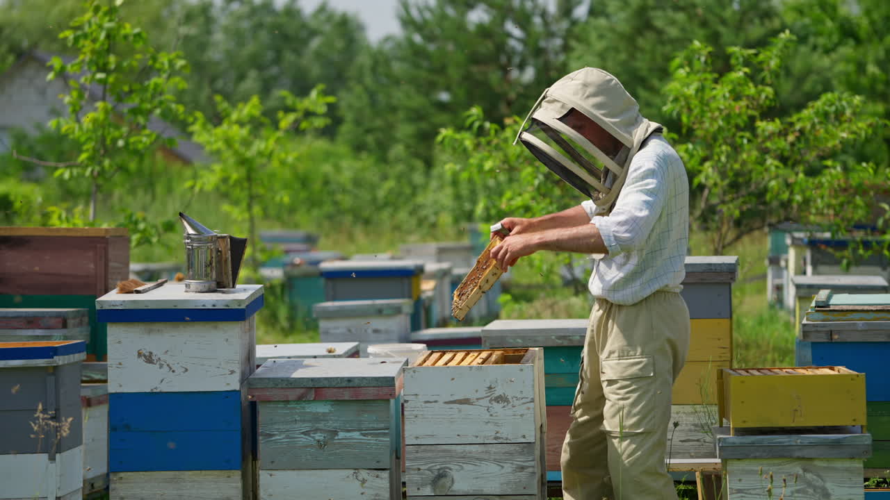 Apiculturist in protective hat looks trough the honey frames. Adult man working at his apiary on sunny summer day. Nature backdrop.