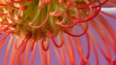 close-up of a pincushion protea flower