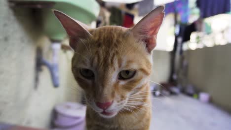 raza india billi también conocida como gato común indio