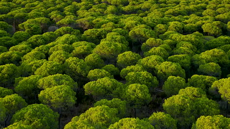 Backward-aerial-over-umbrella-pine-and-parasol-pine,-Pinus-Pinea---green-background-with-trees