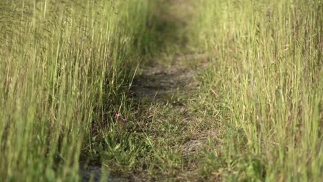 Camino-En-Medio-Del-Campo-De-Hierba