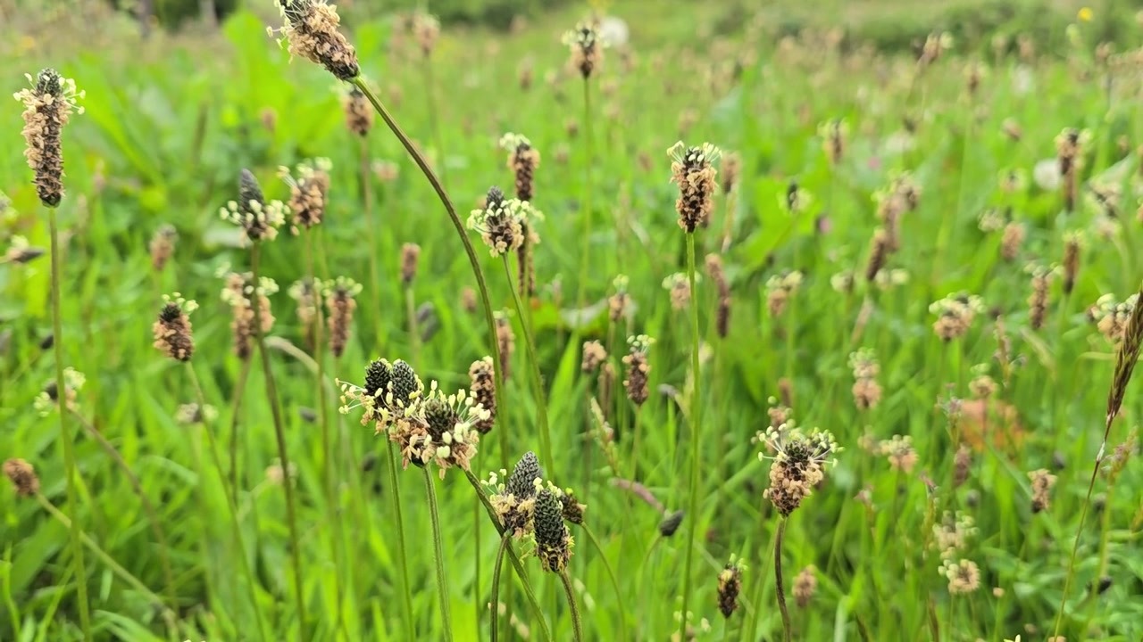 Seed heads of narrow leaf plantain (Plantago lanceolata) in a field