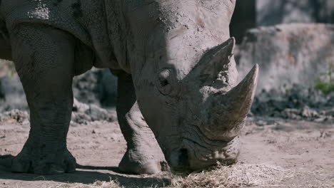 awe inspiring adult white rhino covered in dirt happily eats straw in captivity at a zoo