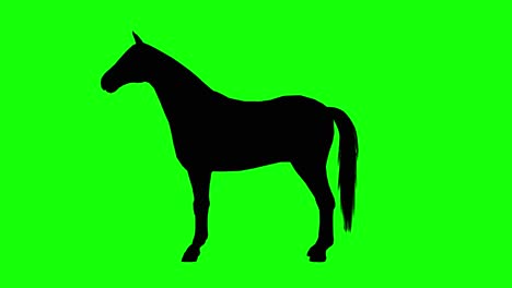 Silhouette-Eines-Grasenden-Pferdes,-Das-Sich-Umschaut,-Auf-Grünem-Bildschirm,-Seitenansicht
