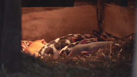 baby pigs sleeping in straw