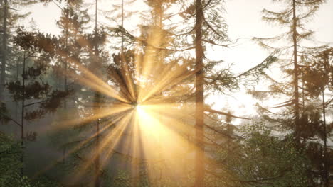 el amanecer en el bosque de niebla