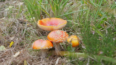 fly agaric mushrooms in grassy woodland