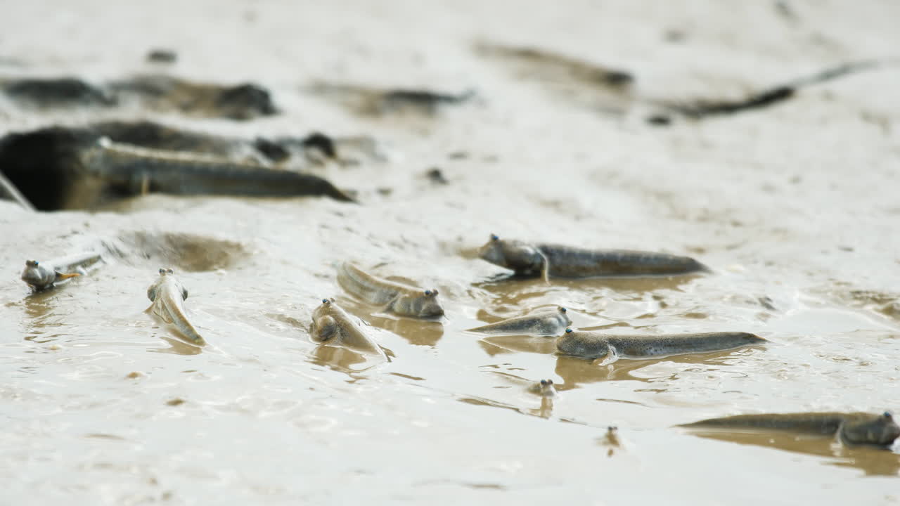 한 무리의 진 물고기가 물결이 낮을 때 건조하는 강입구의 진에서 굴러서 움직입니다.