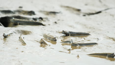 a group of mudskipper fish roll and move in the mud in the drying estuary during low tide