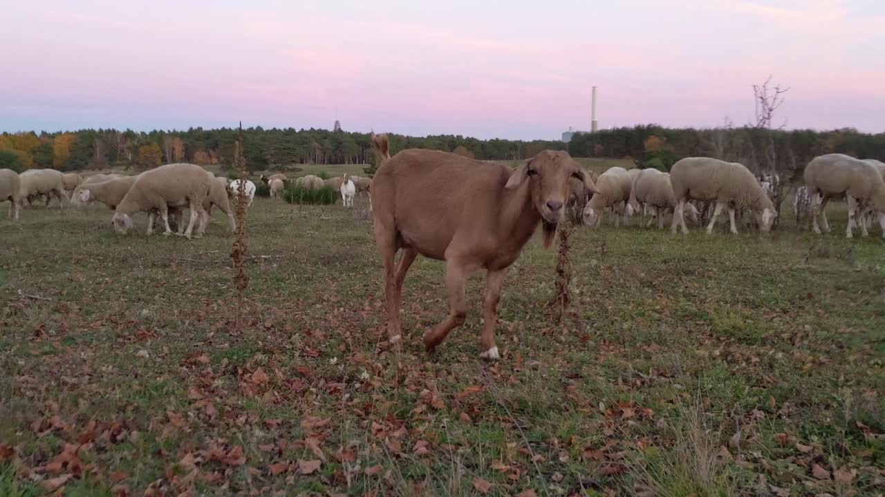 Gregge misto di pecore e capre al tramonto su un vasto prato con alberi autunnali sullo sfondo.