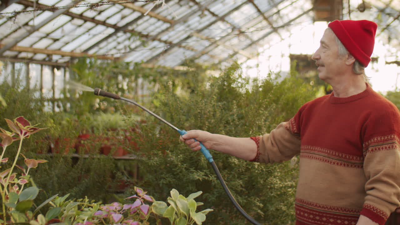 trabajador sénior rociando plantas en el invernadero de flores