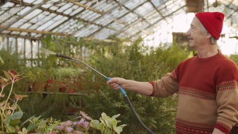 senior worker spraying plants in flower greenhouse