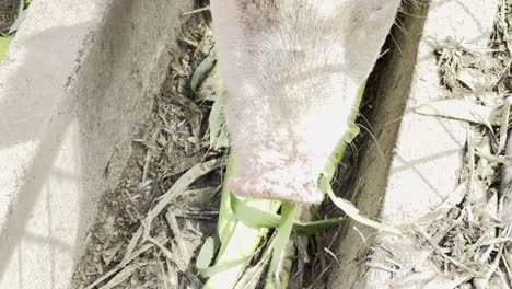 eating a pig on greens close up