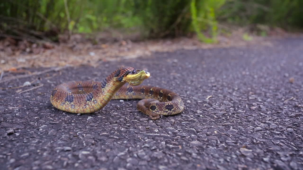 An Eastern Hognose snake, Heterodon platirhinos, a North American snake, reacting to a perceived threat raises its head, flattens its neck, and puffs up its body to make itself appear larger.