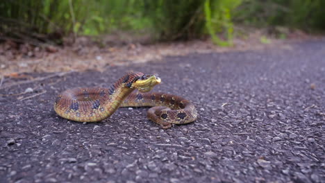 an eastern hognose snake, heterodon platirhinos, a north american snake, reacting to a perceived threat raises its head, flattens its neck, and puffs up its body to make itself appear larger.